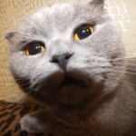 http://thumbnails55.imagebam.com/16775/db0d38167740777.jpg